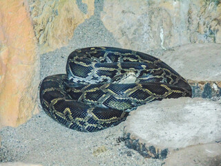 Burmese python (Python bivittatus) snake