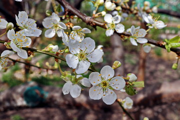 Flowering fruit trees in the spring home garden. Close-up view. Odessa, Ukraine.