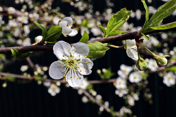 Flowering fruit trees in the spring home garden. Close-up view. Odessa, Ukraine.