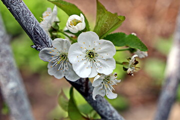 Flowering fruit trees in the spring home garden. Close-up view. Odessa, Ukraine.