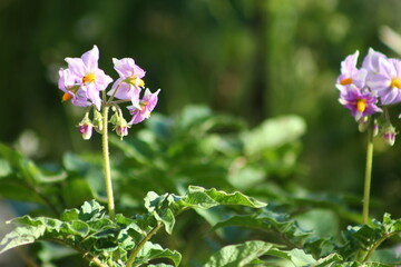 Obraz premium fleurs de pomme de terre