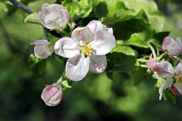 Fototapeta na wymiar Flowering fruit trees in the spring home garden. Close-up view. Odessa, Ukraine.