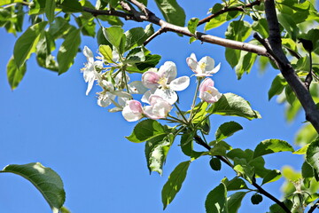 Flowering fruit trees in the spring home garden. Close-up view. Odessa, Ukraine.