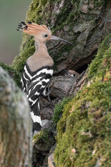 Mother and son, portrait of hoopoes on nest (Upupa epops)