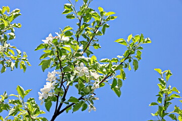 Flowering fruit trees in the spring home garden. Close-up view. Odessa, Ukraine.