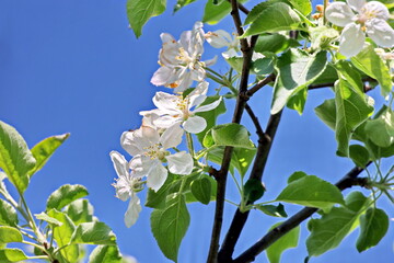 Flowering fruit trees in the spring home garden. Close-up view. Odessa, Ukraine.