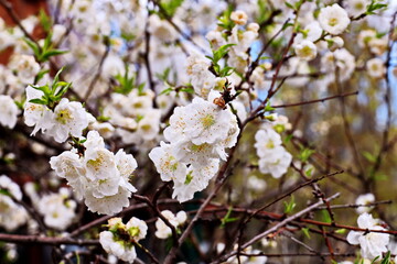 Flowering fruit trees in the spring home garden. Close-up view. Odessa, Ukraine.