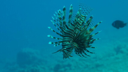 Fototapeta na wymiar Common Lionfish or Red Lionfish (Pterois volitans) swim above sandy bottom. Red sea, Egypt