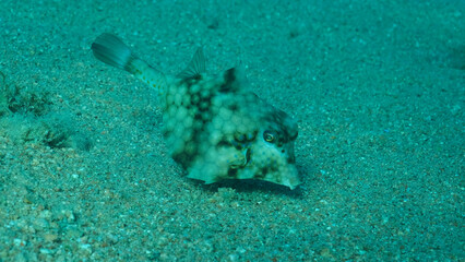 Close-up of Boxfish swims over sandy bottom. Thornback Boxfish or Camel Cowfish (Tetrosomus gibbosus), Red sea, Egypt