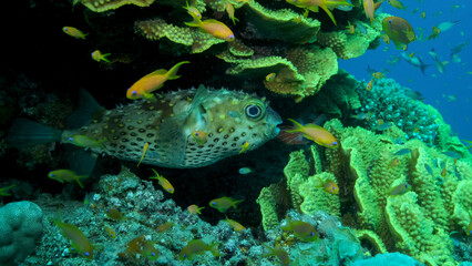 Fototapeta na wymiar Porcupinefish is hiding under under Lettuce coral. Ajargo, Giant Porcupinefish or Spotted Porcupine Fish (Diodon hystrix) and Lettuce coral or Yellow Scroll Coral (Turbinaria reniformis). Red sea