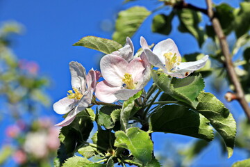 Flowering fruit trees in the spring home garden. Close-up view. Odessa, Ukraine.