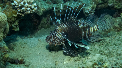 Naklejka na ściany i meble Common Lionfish or Red Lionfish (Pterois volitans) swim near coral reef. Red sea, Egypt