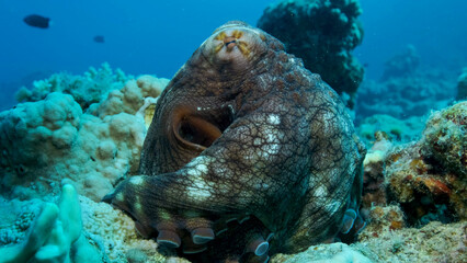 Portrait of big red Octopus sits on the coral reef. Common Reef Octopus (Octopus cyanea), Close-up....