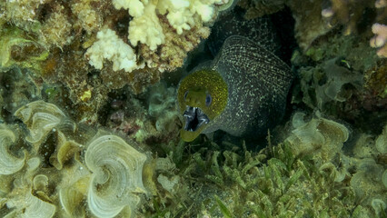 Yellow Edged Moray Eel (Gymnothorax flavimarginatus) peeking out of hiding in a coral reef. Close-up. Red sea, Egypt