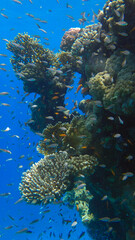Fototapeta na wymiar Colorful tropical fish swims on coral reef on blue water background. Underwater life in the ocean. Arabian Chromis (Chromis flavaxilla) and Lyretail Anthias (Pseudanthias squamipinnis). Red sea, Egypt