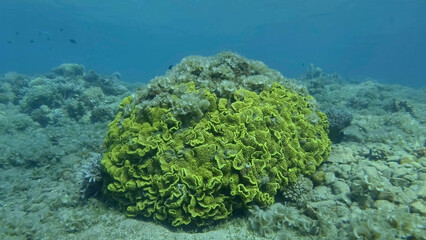 Brown alga Peacock's Tail (Padina pavonica) covered coral reefes. The once beautiful coral reef is overgrown with algae as a result of eutrophication (increase organic matter in the sea water) Red sea