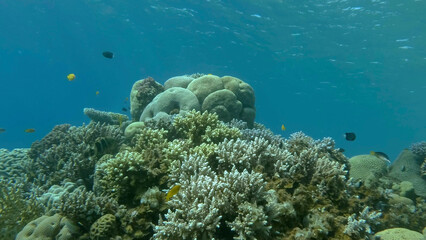 Colorful tropical fishes and beautiful coral reef on blue water background. Underwater life on coral reef in the ocean. Red sea, Egypt