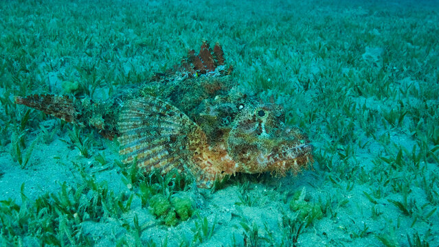 Scorpion fish lie on the reef. Bearded Scorpionfish (Scorpaenopsis barbata).Red sea, Egypt