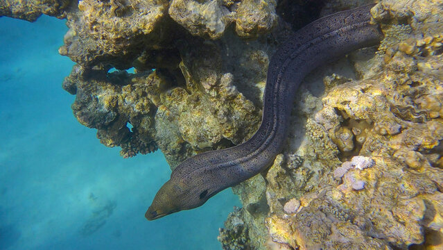 Close up of Moray eel swims over top of coral reef in shallow water in the morning sunlights. Giant moray (Gymnothorax javanicus) Red sea, Egypt