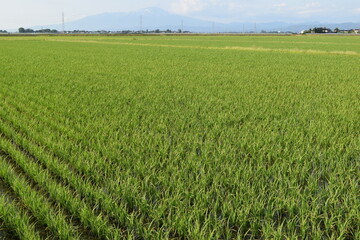 Obraz premium 田植え１ヶ月後の水田