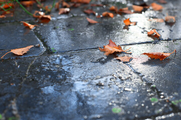 Texture of wet concrete tiles with rain and autumn leaves