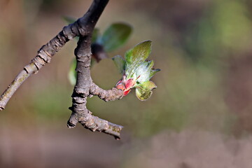 Beautiful blooming buds and flowers of the fruit trees in the spring garden. Close-up view. Odessa, Ukraine.