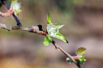 Beautiful blooming buds and flowers of the fruit trees in the spring garden. Close-up view. Odessa,...