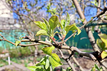Beautiful blooming buds and flowers of the fruit trees in the spring garden. Close-up view. Odessa,...