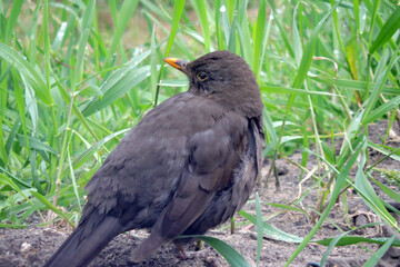A portrait of a sick Eurasian blackbird with lowered wings standing on the ground