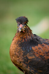 Young rooster of Poland chicken isolated