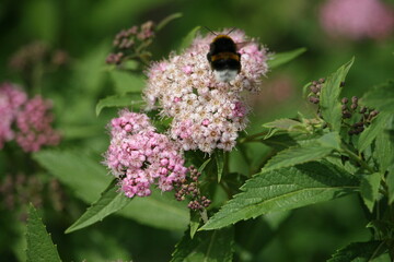 Bug sitting on a flower