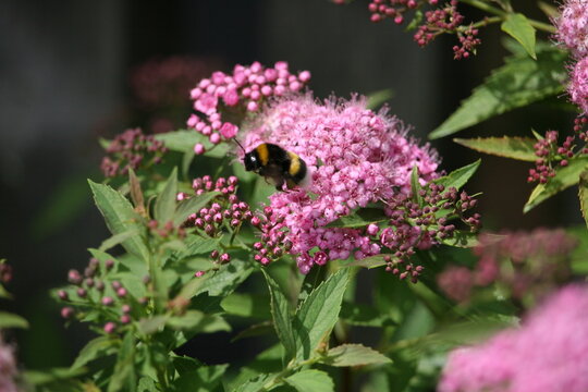 Bug sitting on a flower