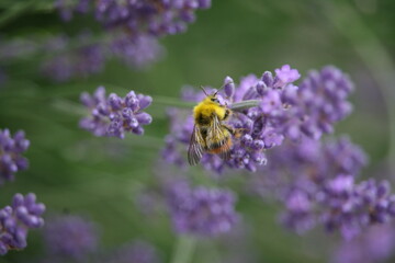 Bug sitting on a flower