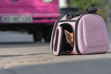 A domestic cat sits in a carrier next to a pink travel van.