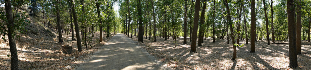 Panoramica de bosque
