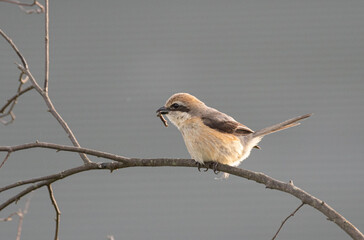 虫を咥える野鳥　モズ