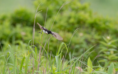 夏の高原で見る野鳥　ノビタキ