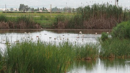 adventure in donana ebro delta landscape. flamingos in the water. flock of flamingos in their natural ecosystem