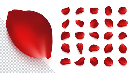 Set of vector realistic rose petals of different shapes with shadow. Isolated red, burgundy volumetric petal on transparent white background. Template for greeting romantic cards. Close-up.
