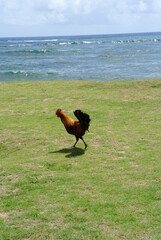 Fototapeta premium Chicken and Sea