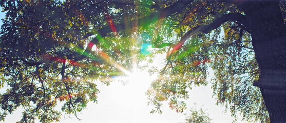 Tree on a beautiful summer day with the sun shining through the branches creating a lens flare effect. Picture of branches with light shining through them. Tree on a warm sunny day