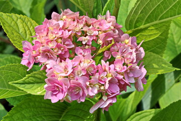 Beautiful blooming hydrangea flowers  on background of green plants in the home garden. Odessa, Ukraine.