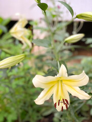 Fototapeta premium A beautiful lily