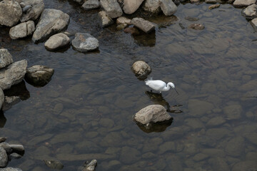 White bird on the lake