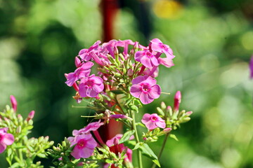 Naklejka premium Beautiful blooming hydrangea flowers on background of green plants in the home garden. Odessa, Ukraine.