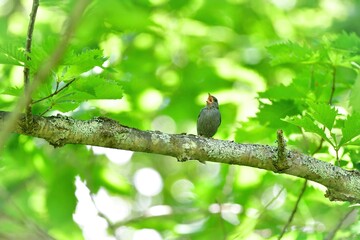 軽井沢や八ヶ岳の初夏の森で見られるかわいい小鳥、クロジ