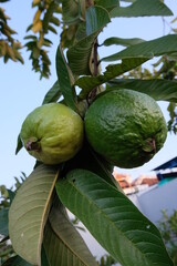 close-up photo of guava fruit