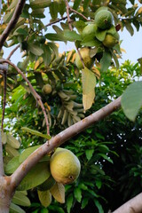 guava fruit on the tree