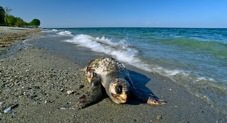 Unechte Karettschildkröte (Caretta caretta) - tot angeschwemmt an der griechischen Küste (Skotina...