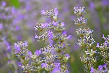 Lavender  (Lavandula). Beautiful blooming purple flower - medicinal plant. Natural colorful background.